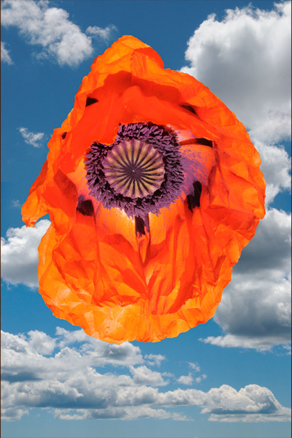 1 BigSkyPoppy